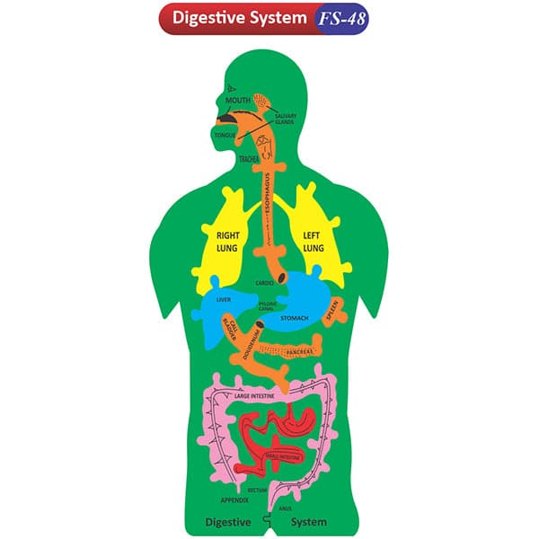 Kids Learning Educational Foam Wall Digestive System