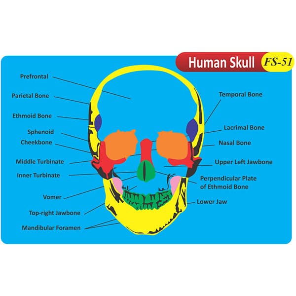 Kids Learning Educational Foam Wall Human Skull