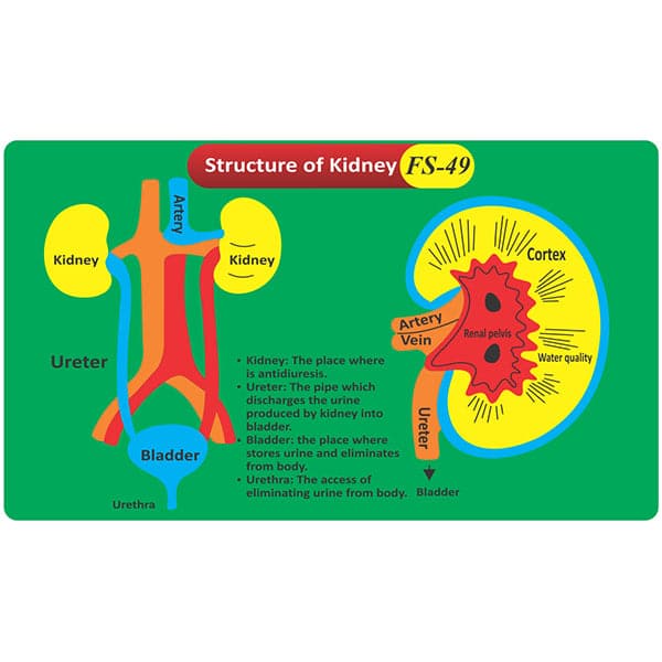Kids Learning Educational Foam Wall Structure of kidney