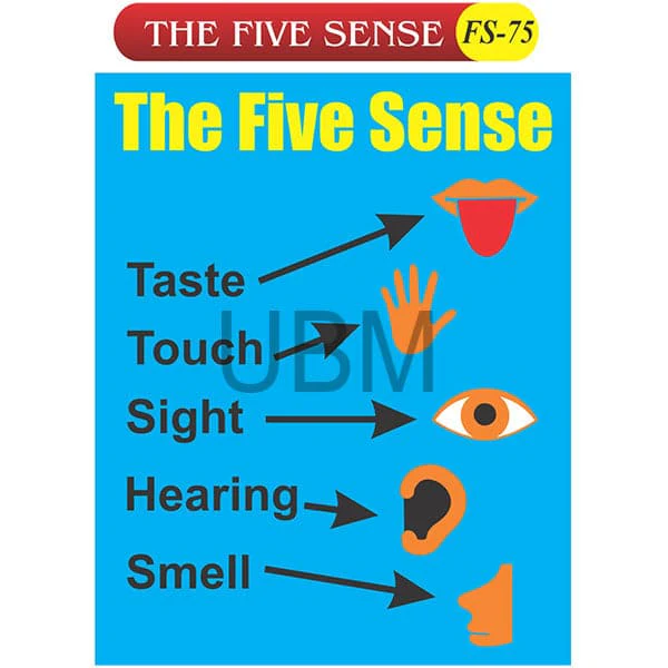 Kids Learning Educational Foam Wall The Five Sense